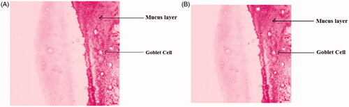 Figure 7. Light photomicrograph of nasal mucosa, untreated mucosa (A) and microspheres treated mucosa (B).