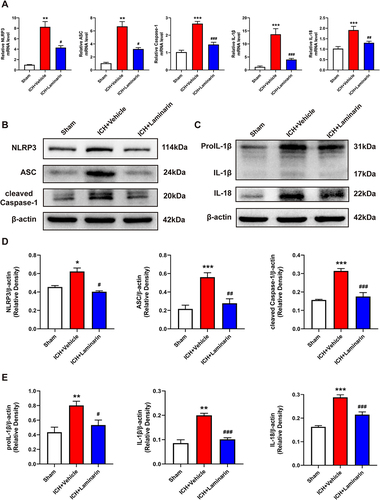 Figure 6 Dectin-1 blockade downregulated the expression of NLRP3 inflammasomes and associated inflammatory cytokines. (A) Transcription levels of NLRP3, ASC, caspase-1, IL-1β, and IL-18 at 3 days following ICH; n = 6. (B–D) Protein bands and protein quantitative analysis of NLRP3, ASC, and cleaved caspase-1. (C–E) Protein bands and protein quantitative analysis of IL-1β and IL-18; n = 4. Data are expressed as the mean ± SEM. *p < 0.05, **p < 0.01, ***p < 0.001 vs sham. #p < 0.05, ##p < 0.01, ###p < 0.001 vs ICH + vehicle.