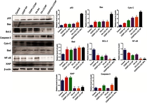 Figure 7 Western blot analysis of protein levels (p53, Bax, Bad, Cyto-C, caspase-3, NF-κB, Bcl-2, and XIAP) after treating HepG2 cells with CDDP-Sol, CDDP-LCC NP, OA-Sol, OA-LCC NP, CDDP/OA-LCC NP in vitro. β-actin was used as a loading control. Quantification of protein level using Image J. Data presented as mean±SD (n=3).Abbreviations: CDDP, cisplatin; OA, oleanolic acid; LCC, lipid coated calcium carbonate; NP, nanoparticles.