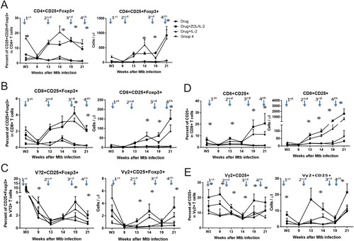 Figure 5. Adjunctive ZOL/IL-2 administrations antagonized the IL-2’s capability to early expand CD4+ CD25+ Foxp3+ Treg cells, but subsequently permitted increases in IL-2-induced Treg or Foxp3+ T cells, with consistent increases in CD25+ T effector cells. (A). Shown were percentage (left graph) and absolute (right) numbers of circulating CD4+ CD25+ Foxp3+ Treg cells. ZOL/IL-2 administration after MDR-Mtb infection in Group-2 macaques remarkably reduced the ability of IL-2 to expand CD25+ Foxp3+ Treg cells at week 3 compared to Group-3, and subsequently permitted increases in IL-2-induced Treg cells at weeks 13, 14, 19, 21, when compared to drug-alone and saline controls. Note that ZOL/IL-2 group showed significantly lower numbers of Treg cells than IL-2 alone group at week 3 (*, p < 0.05 for comparison between Groups 2 and 3), and significantly upheld increased numbers of IL-2-induced Tregs from week 13 through week 21 (*, p > 0.05 for comparisons between Group-2 and Group-1 or Group-4; however, p > 0.05 for comparisons between Groups-2 and -3 except at week 14). (B). Graph data of percentage (left) and absolute (right) numbers show that ZOL/IL-2 (Group-2) or IL-2 alone (Group-3) administrations induced significant increases in circulating CD8+ CD25+ Foxp3+ T cells at weeks 14, 19, and 21 after MDR-Mtb infection, compared to Group-1 or Group-4 (*, p < 0.05). (C). Graph data of percentage (left) or absolute (right) numbers show that ZOL/IL-2 (Group-2) or IL-2 alone (Group-3) administrations induced significant increases in circulating Vγ2+ CD25+ Foxp3+ T cells at weeks 13, 14, 19 and 21 after MDR-Mtb infection, compared to Group-1 or Group-4 (*, p < 0.05). (D). Graph data of percentage (left) or absolute (right) numbers show that ZOL/IL-2 (Group-2) or IL-2 alone (Group-3) administrations induced significant increases in circulating CD8+ CD25+ T effector cells at weeks 3, 13, 14, 19, and 21 after MDR-Mtb infection, compared to Group-1 or Group-4 (*, p < 0.05). (E). Graph data of percentage (left) or absolute (right) numbers show that ZOL/IL-2 (Group-2) administrations induced significant increases in circulating Vγ2+ CD25+ T effector cells at weeks 3, 9, 13, 14, 19, and 21 after MDR-Mtb infection, compared to Group-1, Group-3 or Group-4 (*, p < 0.05).