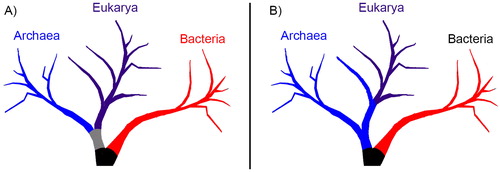Figure 1. Microorganisms are highly diverse organisms originating from all domains of life—Archaea, Eukarya, and Bacteria—plus viruses (not shown). These three domains differ in cellular construction, biochemistry, and genetics. (A)The three-domain model postulates that Eukarya and Archaea shared a common ancestor, whereas (B) the two-domain model claims that Eukarya actually descends from Archaea. It remains unclear which model is correct.