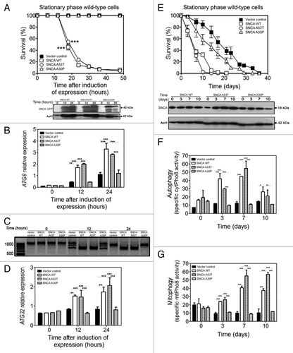 Figure 2. SNCA-induced toxicity in aged cells is associated with selective degradation of mitochondria. (A) Chronological life span and SNCA levels of wild-type cells expressing the vector control, the SNCA WT, the A53T or the A30P mutant under the control of the GAL1 promoter, a high toxicity model. (B and D) ATG8 and ATG32 mRNA relative expression levels at 0, 12 and 24 h after SNCA-induced expression. Three reference genes [ACT1 (actin), PDA1 (α subunit of pyruvate dehydrogenase) and TDH2 (isoform 2 of glyceraldehyde-3-phosphate dehydrogenase)] were used as internal standards and for the normalization of mRNA expression levels. (C) The splicing activation of the HAC1 mRNA at 0, 12 and 24 h after SNCA-induced expression. (E) Chronological life span and SNCA levels of wild-type cells expressing the vector control, the SNCA WT, the A53T or the A30P mutant under the control of the constitutive TPI1 promoter, a moderate toxicity model. The data represent mean ± SEM of six biological independent replicas. Cell viability was measured at 2–3 d intervals beginning at the day that cultures achieved stationary phase (day 0) and is expressed as % survival compared with survival at day 0 (100%). Autophagic and mitophagic activity were measured through the alkaline phosphatase assay that was performed in the wild-type cells expressing the vector control, the SNCA WT, the A53T or the A30P mutant and co-harboring a plasmid expressing the inactive Pho8 proenzyme targeted to (F) the cytosol or (G) to the mitochondrial matrix. The error bars represent the standard error of the mean (SEM). Significance of the data was determined by two-way ANOVA (*p < 0.05; **p < 0.01; ***p < 0.001).