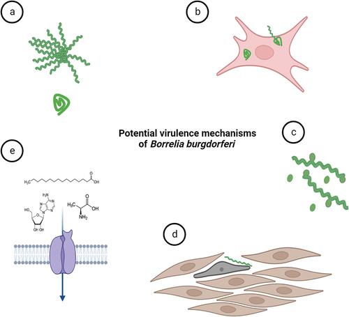 Figure 5. Potential virulence mechanisms of B. burgdorferi. (a) B. burgdorferi can change its morphology as a response to environmental stress. Pleomorphic forms of B. burgdorferi such as biofilm-like structures (or aggregates) and round bodies could possibly help the spirochaetes to overcome prolonged stress conditions exerted for instance by antibiotics. (b) Although B. burgdorferi is considered extracellular parasite, the spirochete is occasionally found inside the nonphagocytic cells. The intracellular niche might help them to hide from immune responses. (c) outer membrane vesicles produced by the bacterium may modulate host immune responses. (d) structural transformation in cell shape and actin cytoskeleton of human cells were shown upon contact with Borrelia. (e) B. burgdorferi relies on uptake of essential nutrients such as amino acids, fatty acids and nucleosides from its host environments for survival and infection. Nutritional virulence might constitute important virulence factors for B. burgdorferi.