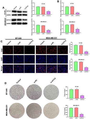 Figure 2 Silencing ACTL8 suppressed the proliferation in MDA-MB-231 and BT-549 cells. (A) ACTL8 protein expression in TNBC cells transfected with control, si-NC orsi-ACTL8 was determined by Western blot. (B) ACTL8 mRNA expression in TNBC cells transfected with control, si-NC orsi-ACTL8 was determined by qRT-PCR. (C) EdU assay was used to assess the proliferation of the transfected MDA-MB-231 and BT-549 cells. (D) Colony formation assay was executed to detect the colony numbers of the transfected MDA-MB-231 and BT-549 cells. **P < 0.01, vs Control and si-NC group.