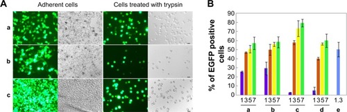 Figure 6 Transfection activities of PG6-PEI-INO polymers.Notes: (A) Transgene expression reported by protein EGFP in 293T cell line treated with (a) PG6-PEI-INO 1/pEGFP-C1, (b) PG6-PEI-INO 2/pEGFP-C1, and (c) PG6-PEI-INO 3/pEGFP-C1 complexes at weight ratio of 7, respectively. Plasmid pEGFP-C1 was used at 1.3 μg per mL culture medium. The cells were cultivated for 52 hours. The adherent cells and the cell suspensions achieved with trypsin treatment were analyzed by phase-contrast fluorescent microscopy. Scale bar: 15 μm. (B) EGFP-positive cell ratios achieved by transgene expression mediated by PG6-PEI-INO polymers. The 293T cells were transfected using the following agents: (a) PG6-PEI-INO 1, (b) PG6-PEI-INO 2, (c) PG6-PEI-INO 3, (d) PG6-PEI at varied weight ratios to pEGFP-C1, and (e) the PEI25k control at its optimal weight ratio (1.3) to pEGFP-C1 (1.3 μg of pEGFP-C1 per mL cell culture).Abbreviations: INO, myo-inositol; PEI, polyethylenimine; PG6, polyglycerol; EGFP, enhanced green fluorescent protein.