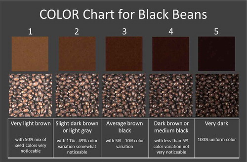 Figure 2. Color chart for black beans representing five typical categories found in commercial canned beans (note that the color categories were reproduced using the same bean image with different tones).
