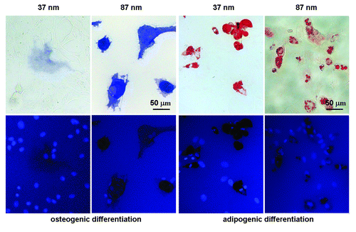 Figure 6. Bright-field micrographs (upper row) and fluorescence micrographs (lower row) of MSCs on RGD nanopatterns of indicated nanospacings in osteogenic or adipogenic medium for 7 d. Before observation, the cells upon osteogenic induction were stained for ALP and nuclei, and those upon adipogenesis for oil microdroplets and nuclei. Both osteogenesis and adipogenesis were enhanced with RGD nanospacing.