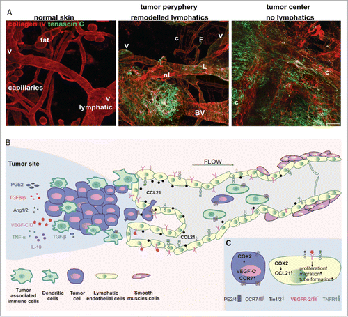 Figure 1. (A) The lymphatic vessel in normal and mouse melanoma tumor tissue. Left. In normal skin, basement membrane-supported lymphatic vessels (L) can be morphologically distinguished after identification of intravascular valves (V) from blood capillaries (c) and adipocytes (F). Normal tissue is also free from tenascin C, extracellular matrix characteristic for tumor remodeled tissue. Middle. At the tumor margin, new extracellular matrix is deposited and pre-existing lymphatic (L) and blood vessels (BV) are remodeled. Also, new, poorly organized vessels are formed (nL). Right. In the center of the tumor, deposition of new matrix paralleled the loss of organized tissue architecture with large tortuous granulation tissue-like blood (c) vessels and a collapse of lymphatics. (B) The overview of LECs, tumor and tumor-associated immune cells' interactions during tumor lymphangiogenesis and lymphatic vessels enlargement. Secretion of a variety of cytokines and growth factors mobilize tumor cells as well as dendritic cells to get inside the initial lymphatic vessels. (C) COX-2 increases level of prostaglandin receptor (EP2) and enhances expression of VEGF-C, CCR7 as well as CCL21. Binding of VEGFR-3, Tie1/2 and TNFR1 ligands induces LECs proliferation and capability of tube formation.