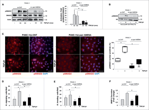 Figure 5. The expression of hMENA/iso-Δv6 isoforms is crucial for the SMAD2-mediated TGF-β1 signaling and PANC-1 cell invasiveness. (A) Representative WB (left) and quantitative analysis of the ratio of p-SMAD2/total SMAD2 protein levels (right) in si-CNT or si-pan hMENA PANC-1 cells untrated or TGF-β1-treated (30–60 min). (B) WB analysis of pSMAD2 expression in nuclear extracts of si-CNT and si-pan hMENA untreated or TGF-β1-treated PANC-1 cells (24 h). Histone H3 was the control of nuclear fractions. (C) IF analysis of p-SMAD2 (red) and quantification (%) of its nuclear positivity (right) in si-CNT or si-pan hMENA PANC-1 cells, untreated or TGF-β1-treated (24 h). Nuclei were counterstained with DAPI (blue). Magnification 63X. Scale bar: 50 µm. (D) Migration and (E) invasion assays of si-CNT or si-pan hMENA PANC-1 cells pre-treated or not with TGF-β1 (24 h). (F) MMP2 secretion in conditioned medium (CM) from si-CNT and si-pan hMENA PANC-1 cells untreated or TGF-β1-treated (48 h). Data are mean ± SD of three independent experiments. *p ≤ 0.05.