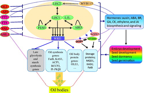 Figure 3. Schematic for transcriptional regulation of oil production in plant seeds. The B3 DNA binding domain transcription factors, such as ABI3, FUS3, and LEC2 (AFL-clade), and two HAP3 family transcription factors LEC1 and LEC1-LIKE (L1L) are major regulatory elements of regulation network for controlling plant embryo and seed development, seed dormancy and germination. These TFs modify biosynthesis and signaling of various hormones, such as auxin, ABA, GA, Cytokinin, JA, and ethylene at different stages of seed development. They thereby also regulate one of the integral parts of seed metabolic pathways, such as oil biosynthesis. LEC2, LEC1, L1L, ABI3, and FUS3 mutually regulate each other’s expression to form a complex regulatory network. Overexpression of LEC2 up-regulates LEC1 and FUS3. ABI3 and FUS3 in turn are regulated by mutual positive interactions and also self-regulated. LEC1 can activate ABI3, FUS3, LEC2 and L1L; which all regulate auxin, ABA, GA, CK, JA, and ethylene biosynthesis and signaling during seed development, maturation, dormancy and germination. Wrinkled 1 (WRI1) is a another core downstream component more specifically regulating structural genes involved in early FA biosynthesis and meanwhile repressing genes involved in late glycolysis and storage starch synthesis. WRI1 is up-regulated by LEC1, LEC2, ABI3 and FUS3. Other downstream transcription factors, such as Myb96, Dof4, bZIP67 transcription factors, either feed back the core regulator complex, e.g. MYB115 up-regulates LEC2, or directly target on structural genes involved in oil biosynthesis in oilseed plants. TT2, TT8, GL2, VAL B3 domain factor, ASIL1, and APETALA2 (AP2) act as negative regulators of oil biosynthesis likely affecting the core regulatory complex, such as LEC genes and WRI1, or through other mixed regulatory mechanisms. Target genes of these transcription factors in oil biosynthesis include FatB, PKb1 (pyruvate kinase), BCCP2, ACP1, OLE1, KASI, and KASII.