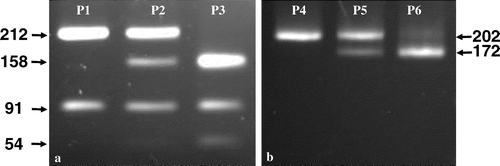 Figure 1. a. Electrophoresis patterns (P1, P2, and P3) of the PCR product TVB303 digested with endonuclease NlaIII (CTAG). When the TVB303 is homozygous for base T at nucleotide position 184, TVB303 is digested into two fragments of 212 and 91 bp (pattern P1); when the same base is homozygous for A, TVB303 is digested into three fragments of 158, 91, and 54 bp (P3); when the TVB303 is heterozygous for T and A at the position, the NlaIII digestion yields all the four fragments (P2). Since the 54 bp band under P2 should have about half the DNA mass comparing to P3, it was not visible under P2. b. Electrophoresis patterns (P4, P5 and P6) of the PCR product TVB202 digested with endonuclease XbaI (TCTAGA). When the PCR product TVB202 is homozygous for base C at nucleotide position 172, the TVB202 is not digestible (P4); when the same base is homozygous for T, it is digested into two fragments of 172 and 30 bp (P6) but the 30 bp band is not visible in the P6 pattern; whenTVB202 is heterozygous for C and T at the position, the XbaI digestion of TVB202 gives three fragments of 202, 172 and 30 bp, where the 30 bp band again is not visible (P5).