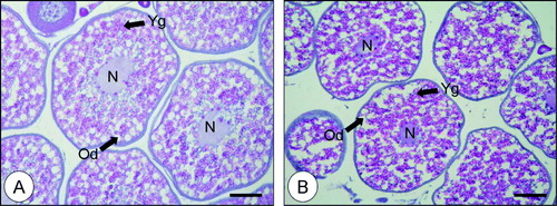 Figure 1.  Histological observations of redlip mullet oocytes. A, 0.75-mm oocytes; B, 0.65-mm oocytes. Scale bars indicate 200 µm. N, nucleus; Od, oil droplet; Yg, yolk granule.