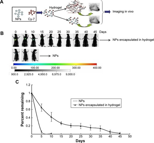 Figure 2 In vivo release profile assay.Notes: (A) The scheme showing the strategy used to monitor the release profile using an in vivo imaging method. (B) Typical images of rats implanted with free Cy7-labeled NPs and Cy7-labeled gelatin NPs encapsulated in hydrogel. (C) The statistical analysis of immunofluorescence intensity remained constant over time (n=6).Abbreviation: NP, nanoparticle.