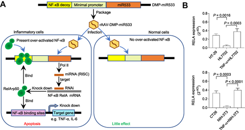 Figure 1 Schematic illustration of treatment of inflammation with rAAV-DMP-miR533. (A) Schematic of inflammation treatment with rAAV-DMP-miR533. DMP, Decoy-Minimal Promoter; Pol II, RNA polymerase II; RISC, RNA-induced silencing complex. (B) The NF-κB expression in the inflammatory and normal cells. The cancer cells HT-29 and CT-26 with NF-κB activity are used as natural inflammatory cells. The normal cells HL7702 and NIH-3T3 have little NF-κB activity. However, when stimulated with pro-inflammatory cytokine TNF-α, the two cells become the induced inflammatory cells with NF-κB activity. The NF-κB RELA expression was detected by qPCR (n = 3 wells).