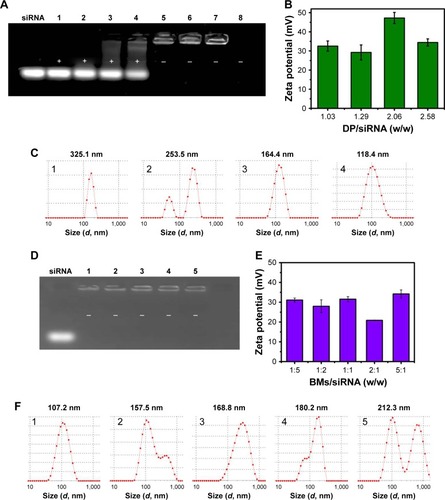 Figure 4 The agarose gel electrophoresis results and characterization of BMs/DP/siRNA complexes.Notes: (A) Gel electrophoresis results of BMs/DP/siRNA complexes with different DP/siRNA weight ratios, 1–8: DP/siRNA ratio – 0, 0.13, 0.26, 0.52, 1.03, 1.29, 2.06, and 2.58, (B) Zeta potential results of BMs/DP/siRNA complexes with different DP/siRNA weight ratios. (C) Diameter results (intensity) of BMs/DP/siRNA complexes with different DP/siRNA ratios, 1–4: DP/siRNA ratio – 1.03, 1.29, 2.06, and 2.58. (D) Gel images of BMs/DP/siRNA complexes with different BMs/siRNA weight ratios, 1–5: BMs/siRNA weight ratio – 1:5, 1:2, 1:1, 2:1, and 5:1. (E) Zeta potential results of BMs/DP/siRNA complexes with different BMs/siRNA weight ratios. (F) Diameter results (intensity) of BMs/DP/siRNA complexes with different BMs/siRNA ratios, 1–5: BMs/siRNA weight ratio – 1:5, 1:2, 1:1, 2:1, and 5:1.Abbreviations: BMs, bacterial magnetosomes; DP, doxorubicin–polyethylenimine.