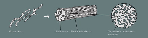 Figure 1. Structure of elastic fibers with a microfibrillar mantle and an elastin core composed of cross-linked tropoelastin molecules. The color version of this figure is available online.