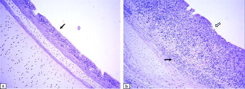 Figure 4.  Histopathological lesions of the trachea at 6 d.p.i. (H & E stain, 200x magnification). 4a: Intact ciliated epithelium of a control broiler (arrow). 4b: Trachea of an aMPV subtype-A-inoculated broiler with thickening due to oedema and infiltration of inflammatory cells in the epithelium (black arrow) and focal exfoliation (white arrow) (score 2). Tracheae of aMPV subtype-A-inoculated broilers show similar lesions.