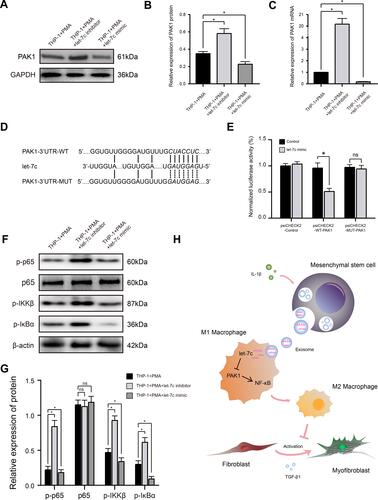 Figure 4 miRNA let-7c promotes macrophage M2 polarization by inhibiting the PAK1-dependent NF-κB signaling pathway. (A and B) Western blot analysis (A) and quantification of band densities (B) of PAK1 expression in PMA-treated THP-1 cells transfected with control, let-7c inhibitor, or let-7c mimic. (C) qRT-PCR analysis of PAK1 mRNA expression level in PMA-treated THP-1 cells transfected as described in (A). (D) Putative let-7c-binding sites in the PAK1-3′UTR-WT sequence, and the location of mutated residues in PAK1-3′UTR-MUT. (E) Relative luciferase activity in THP-1 cells co-transfected with a let-7c mimic and either empty vector, PAK1-3′UTR-WT, or PAK1-3′UTR-MUT vectors. (F and G) Western blot analysis (F) and quantification of band densities (G) of the indicated phosphorylated (p) markers of the NF-κB signaling pathway in PMA-treated THP-1 cells transfected as described for (A). (H) Proposed model based on the results of this study. Data in (B, C, E, and G) are presented as the mean ± SD of at least three independent experiments and were analyzed with Student’s t-test or one-way ANOVA (*P < 0.05; ns, not significant).