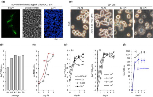 Figure 2. Production of NDV in CR.pIX cultures. (a) Lentogenic NDV enters CR.pIX cells but cannot spread without an exogenous supply with protease. (b) Adaptation of NDV by passaging on CR suspension cells in 10 ml cultures. Note increase of infectious units between passage 4 and 5. Passaging was performed without intermediate titrations. The average MOI determined retrospectively was 0.1. (c) Differences in the kinetic of replication of the isolates at different passage levels, P4 and P9. Infection was performed with MOI of 10−4 in parallel bioreactors with a culture volume of 140 ml. (d) Influence of MOI on replication and yields, determined in shake flasks with 30 ml culture volumes. (e) Suspension cultures in a bioreactor infected with NDV. Addition of virus production medium CD-VP4 to one-sixth of the culture volume induces small aggregates. CPE is evident 24 h PI. (f) Sonication further increases HA yields. Experiment was performed in bioreactors with 110 ml culture volume in triplicates. PI, post infection.