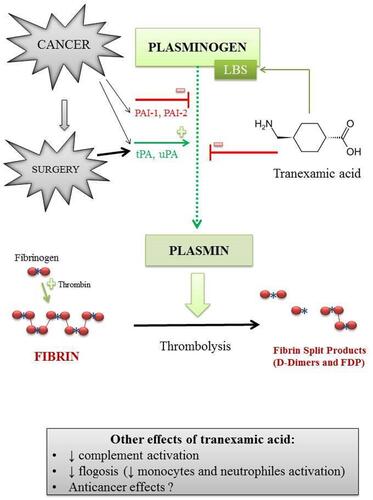 Figure 1 The fibrinolytic pathway is altered in cancer surgery. Cancer cells can interefere with the fibrinolysis by increasing the fibrinolytic activity through the expression on their cell surface of different tissue plasminogen activator factors. They can also induce the production of factors that limit the lysis of the blood clot. Hyperfibrinolysis is triggered by surgery. Tranexamic acid (TXA) is a synthetic reversible competitive inhibitor to the lysine receptor found on plasminogen. The binding of this receptor inhibits plasmin activation and delays natural fibrinolysis. TXA can also excert an anti-inflammatory effect by reducing the activation of monocytes and neutrophiles; it reduces the complement activation and, probably, could have an anticancer effect.
