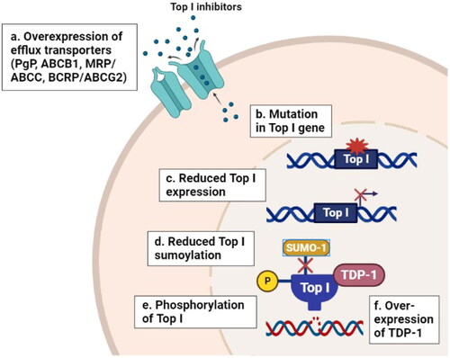 Figure 1. Resistance mechanisms to Top I inhibitors in cancer. (a) Overexpression of efflux transporters (PgP, ABCB1, MRP, ABCC and BCRP) can reduce the cellular abundance of Top I inhibitors. (b–e) Mutations in Top I gene, reduced Top I expression and phosphorylation levels and reduced sumoylation of Top I enzyme itself can decrease the affinity of Top I inhibitors to their target. (f) Overexpression of tyrosyl-DNA phosphodiesterase 1 (TDP-1) can increase the rate of cleavage of the covalent linkage between stabilized Top1 with DNA and reverses the formation of cleavage complex. All these events lead to the development of resistance to Top I inhibitors. PgP: P-glycoprotein; ABCB1: ATP Binding Cassette Subfamily B Member 1; MRP/ABCC: multidrug resistance related protein; BCRP/ABCG2: breast cancer resistance protein; Top I: topoisomerase I; TDP-1: tyrosyl-DNA phosphodiesterase 1.