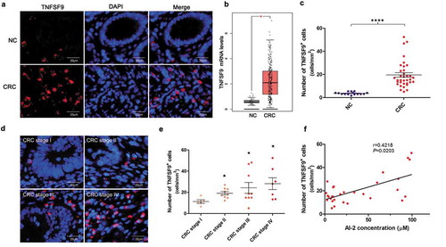 Figure 3. The TNFSF9 expression increased along with the progression of colorectal cancer and positively associated with the AI-2 concentration in tumor tissues. (a) Representative images of TNFSF9+ cells in CRC and normal tissues. Magnification, 400×; scale bars, 20 μm. (b) Using the GEPIA database, the mRNA expression of TNFSF9 was significantly higher in CRC samples (n = 275) when compared to normal samples (n = 41) (P< .05). (c) The density of TNFSF9+ cells was significantly higher in CRC tissues (n = 30) when compared to normal mucosa (n = 15) (P< .0001, unpaired t-test). (d) Representative images of TNFSF9+ cells in different stages of CRC. Magnification, 400×; scale bars, 20 μm. (e) The density of TNFSF9+ cells in tumors increased along with the progression of CRC. ★ P < .05 compared to CRC stage I. (f) Positive correlation between TNFSF9 expression and AI-2 concentration in CRC tissues (n = 30) (r = 0.4218, P= .0203, Spearman correlation analysis).