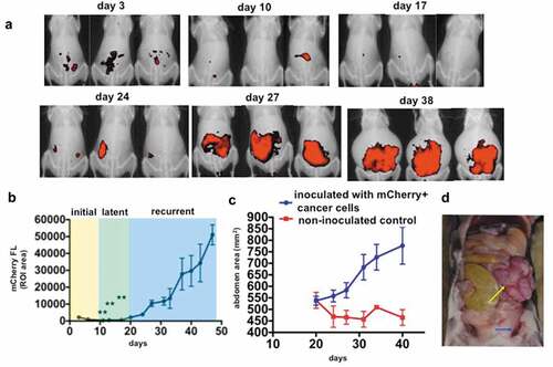 Figure 1. Establishment of a novel mouse syngeneic model of HGSOC. 1 x 10Citation7 mCherry+ TKO ovarian cancer cells (detailed in Material and methods section) were injected i.p, in C57BL/6 mice. a. Live animal imaging of mCherry fluorescence showing i.p. tumor burden. Three representative animals are shown through time to demonstrate disease progression; b. Typical tumor kinetics observed in this model as quantified by measuring mCherry fluorescence ROI area as described in the Materials and methods Section. The three phases of disease progression described in the text are shown; ** p < .0001 comparing day 3 with days 11, 13, and 17; c. Abdominal area measurements from X-ray images as described in the Materials and methods Section showing the development of ascites; d. Necropsy image of a representative animal sacrificed on day 30 showing omental cake (yellow arrow) and hemorrhagic ascites (blue arrow).