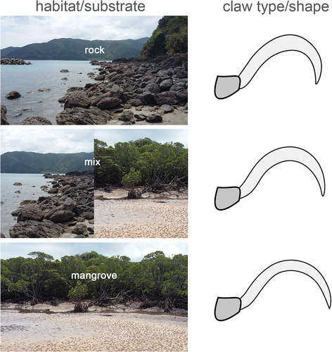 Figure 6. Graph highlighting the correlation between used substrate and claw shape of oribatid mites living in the intertidal environment (modified after Pfingstl et al. Citation2020).