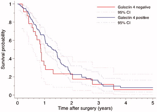 Figure 2. Disease-free survival curves by galectin 4 expression in patients with surgically resected pancreatic cancer (log-rank p = .224, Breslow p = .087).