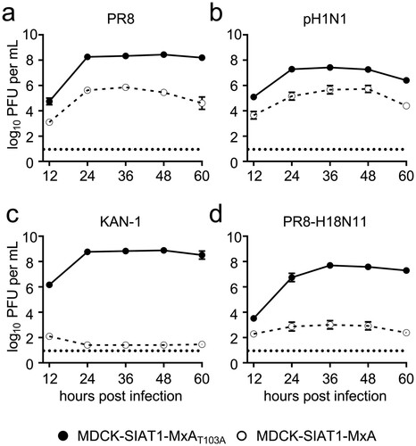 Figure 2. Viral growth of the chimeric bat influenza virus PR8-H18N11 is suppressed by MxA in vitro. MDCK-SIAT1 cells overexpressing MxA (dashed line) or MxAT103A (solid line) were infected with (a) PR8, (b) pH1N1, (c) KAN-1 or (d) PR8-H18N11 at an MOI of 0.001 and viral titres were measured at 12, 24, 36, 48 and 60 h post infection by plaque assay. Error bars indicate the standard error of the mean of at least three independent experiments. Dashed line indicates the detection limit.