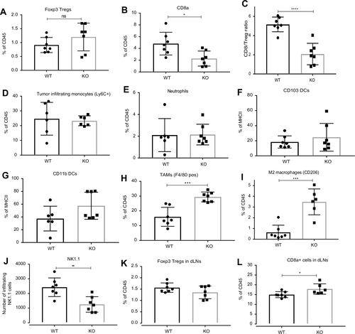 Figure 4 FACS analysis of tumor microenvironment. Increase in MC38 tumor burden in ahr knockout (KO) when compared to the wild-type (WT) mice resulted in (A) no change in Foxp3+ Treg cells; (B) reduced CD8a+ T cell infiltration; (C) reduced CD8a/Treg ratio; (D) no change in Ly6C+ monocyte infiltration; (E) no change in neutrophil infiltration; (F) and (G) no change in CD103+ and CD11b+dendritic cells (DC); (H) increased F4/80+ TAM; (I) increased CD206 + M2 macrophages; (J) decreased NK1.1 cells; (K) and (L) increased number of CD8a+ T cells but no change in Foxp3+ Treg cells in draining lymph nodes (dLNs). These data are a representative of two experiments. Error bars represent means±SD, n=6–7; *p<0.05; **p<0.005; ***p<0.0005; ****p<0.0001.