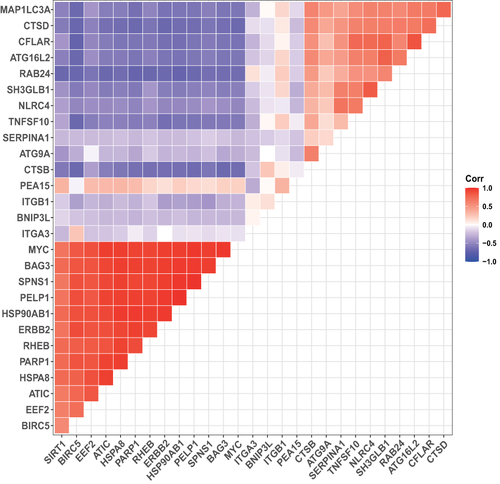 Figure 5 Spearman correlation analysis of the 28 DEARGs.