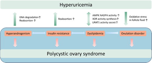 Figure 2. The interactions between hyperuricemia and pathological manifestations of Polycystic Ovary Syndrome.