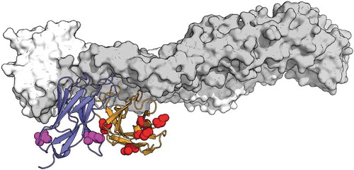 Figure 5. Depiction of non-conservative substitutions (red for the VH and magenta for the VL) in the context of the structure of EDE1 C8 complexed with ZIKV E (gray). VH and VL are shown in orange and purple, respectively. PDB 5LBS, chains AHL.