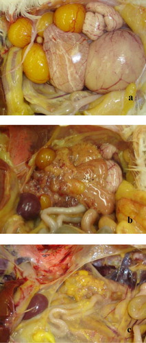 Figure 1. Gross observations in MG R-strain-challenged and non-challenged 26-week-old layer-type hens (Trial 2). (a) Normal ovaries (in egg production). (b) Ovarian regression (follicle atresia) and airsacculitis. (c) Immature ovary and airsacculitis.