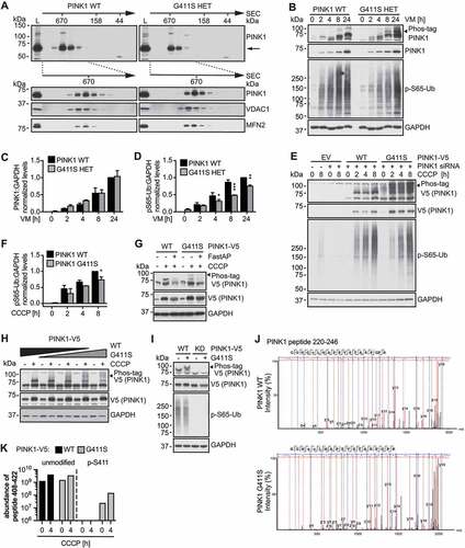 Figure 1. PINK1G411S results in reduced substrate phosphorylation, but increased auto- phosphorylation. (A) Immunoblot analysis of gel filtration (GF) chromatography fractions collected from human wild type (WT) PINK1 and PINK1G411S heterozygous (HET) fibroblast lysates. Molecular weight standards of the GF are indicated on top. Shown is the distribution of full-length PINK1 (indicated by arrow) after treatment with valinomycin (VM) for 16 h. Total cell lysates (L) were run in parallel to pooled (top) or individual GF fractions (bottom). VDAC1 and MFN2 served as controls. (B) Immunoblot analysis of human fibroblasts treated with VM over time. Total lysates were separated by conventional or Phos-tag SDS-PAGE to resolve un-/phosphorylated PINK1 (black arrowhead points to the aberrant autophosphorylation of PINK1G411S). (C) Total PINK1 and (D) p-S65-Ub levels were quantified by densitometry and normalized to GAPDH as loading control. (E) HeLa cells were transfected with siRNA to silence endogenous PINK1 and with empty vector (EV) or siRNA-resistant V5-tagged WT or PINK1G411S cDNA. Cells were treated with CCCP for indicated times and lysates were analyzed by conventional and Phos-tag immunoblots. (F) p-S65-Ub levels were quantified by densitometry relative to GAPDH. (G) HeLa cells were transfected with PINK1 siRNA and WT PINK1or PINK1G411S V5-tagged constructs and treated with CCCP for 3 h. Incubation of samples with alkaline phosphatase (FastAP) resulted in collapse of the bands separated by Phos-tag. (H) Different amounts of V5-tagged WT and PINK1G411S cDNA were mixed and transfected as indicated, and cells were treated with CCCP for 3 h. (I) WT or PINK1G411S constructs with or without additional kinase-dead (KD) mutation were transfected and cells were treated with CCCP for 3 h. (J-K) Immunoprecipitated V5-tagged WT and PINK1G411S were analyzed by mass spectrometry. Shown are spectra of the 4-h treated samples (J) as well as the abundance of unmodified and Ser411 phosphorylated peptide 408–420 in log scale (K). (C, D, F) Shown is the normalized mean ± SD from three independent experiments. Statistical significance was assessed with two-way ANOVA and Sidak’s post hoc test (* p < 0.05, ** p < 0.005, *** p < 0.0005).