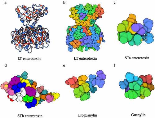 Figure 2. The structure of LT, STa, STb, uroguanylin, and guanylin. (a), (b) Three-dimensional structure of the LT (PDB accession no. 1LTB). (c) Three-dimensional structure of the STa (PDB accession no. 1ETN). (d) Three-dimensional structure of the STb (PDB accession no. 1EHS). (e) Three-dimensional structure of the uroguanylin (PDB accession no. 1UYA). (f) Three-dimensional structure of the guanylin (PDB accession no. 1GNA). Image created with BioRender software.