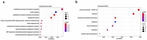 Figure 3. Enrichment analysis of differentially expressed lncRNA-targeted genes. a. Gene Ontology (GO) analysis. b. Kyoto Encyclopedia of Gene and Genome (KEGG) analysis