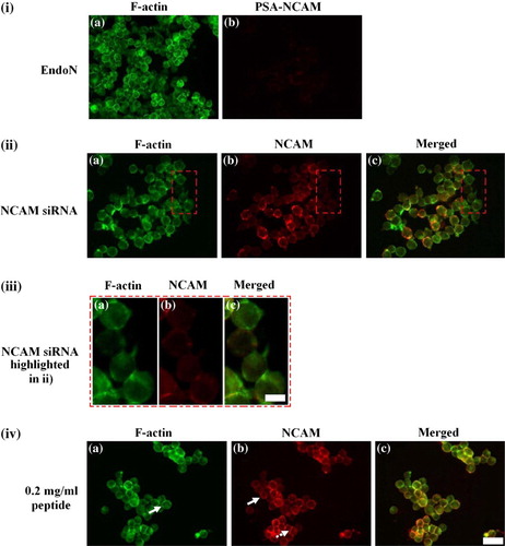 Figure 4.  Representative micrographs of the distribution of F-actin (i–iv a), PSA-NCAM (i b) and NCAM (ii–iv b) in cells pre-treated with (i) 20 U/ml EndoN, (ii, iii) 175 ng of NCAM siRNA and (iv) 0.2 mg/ml of peptide. (i) EndoN pre-treated cells showed an F-actin distribution at 7 min (a) comparable to control cells at 30 min (Figure 4ic), while no PSA-NCAM (b) was detected. (ii) Little F-actin could be detected at the cell-cell interface (a) in NCAM siRNA transfected cells levitated in the trap for 30 min; (b) NCAM -/- staining in these cells; (c) superimposed image of F-actin with NCAM. Attention is drawn to a set of four NCAM -/- cells present in this field of view embedded in a red rectangle and highlighted in (iii). (iii) F-actin (a) in NCAM knockdown cells was diffusely localized in the cells; a short and thin interface is also shown. Very little or no NCAM (b) could be detected; (c) superimposed image of F-actin with NCAM. (iv) In peptide pre-treated cells, 2.76-fold less F-actin (a) is concentrated at the cell-cell interface over 30 min; NCAM (b) was to a great extent localized pericellularly (block arrow), whereas interfacial NCAM staining appeared quite punctate (dotted arrow); (c) superimposed image. Scale bar in (i, ii, iv) is 100 µm and in (iii) 10 µm. This Figure is reproduced in colour in Molecular Membrane Biology online.