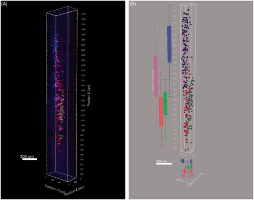 Figure 6. Three dimensional reconstruction of the labelled neurons. (A) Snapshot of the 3D reconstruction. (B) Vantage analysis of the four motor neuron pools.