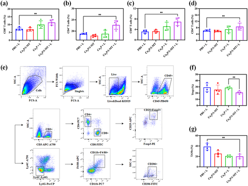 Figure 5 Cu3P/1-MT NPs-induced immune response. Flow cytometry analyses of spleen CD8+ (a) and CD4+ (b) T cell subsets (n = 4, **P < 0.01). Intratumoral infiltration of CD8+ (c) and CD4+ (d) T cells in the primary tumor (n = 4, **P < 0.01). (e) Gating strategy showing the analysis of Treg cells and TAMs subsets from mouse tumors. (f) The level of tumor-infiltrating Treg cells was quantified by gating for CD4+CD25+Foxp3+ cells (n = 4, **P < 0.01). (g) The level of tumor-infiltrating TAMs was quantified by gating for CD11b+F4/80+CD206+ cells (n = 4, **P < 0.01).