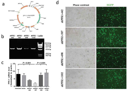 Figure 2. Construction, identification and expression of PFK-1 shRNA recombinant plasmids. (a) Schematic diagram of the recombinant pYr-1.1-hU6-EGFP vector. (b) RT-PCR analysis identified the PFK-1 shRNA recombinant plasmids after digestion with restriction enzyme XhoI. The level of sh-PFK1-507 mRNA expression was higher compared with other RNA interference fragment. (c) RT-PCR analysis of PFK1 mRNA expression. The β-actin mRNA and protein expression served as controls for sample loading. (d) Immunofluorescence microscopy images (left: bright field, right: green fluorescence EGFP) of intracellular trafficking of different PFK1 in CNE2 cells at optimal ratios