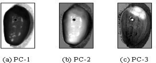 FIGURE 4 First three principal component images obtained using the spectral region from 975 to 1650 nm for insect-infested jujubes. PC-1 to PC-3 are the scores images of first, second, and third principal components, respectively.