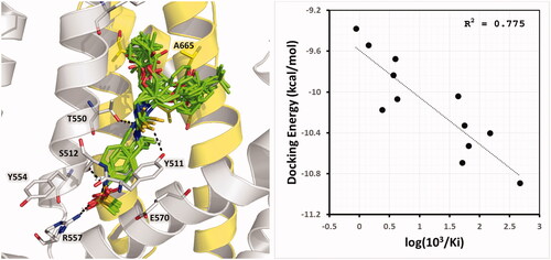 Figure 6. Structural models of thiourea analogues as TRPV1 antagonists. (Left) Docking poses. (Right) Plot of Docking Energy values against biological activity represented as the log (103/Ki) values. The thiourea analogues are represented as green sticks. The chains A and B of TRPV1 are in gray and yellow cartoon representations, respectively. Relevant residues of TRPV1 in the binding site are in stick representation.