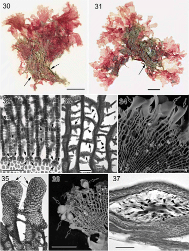 Figs 6. Martensia taiwanifretensis W.-C. Yang & S.-M. Lin sp. nov. Habit, vegetative and reproductive morphology (Makung Island, Penghu County). 30. Holotype, a tetrasporic plant. Note that the network (arrows) at the basal part of the blade is covered by sand. Scale bar = 1 cm. 31. Isotype, another tetrasporic plant with a basal network (arrow). Scale bar = 5 mm. 32. Basal portion of developing network showing newly formed cross-connecting strands (arrowheads) and further cell division of basal cell (arrows). Scale bar = 250 μm. 33. Middle portion of a fully developed network showing primary (arrows) and secondary, spine-like cross-connecting strands (arrowheads). Scale bar = 250 μm. 34. A fully developed network showing the distal ends of longitudinal lamellae developed into wavy bladelets (arrows). Scale bar = 5 mm. 35. Close up of the distal ends of two longitudinal lamellae (arrows) bridged by cross-connecting strands. Scale bar = 500 μm. 36. Close up of cystocarps scattered along the margin of the network. Scale bar = 3 mm. 37. Cross-section through a nearly mature cystocarp showing enlarged nuclei in inner cells (arrowheads) of gonimoblast filaments. Note that this section was made based on a compressed, dry specimen, so that the shape of the cells in the cystocarp is somewhat distorted. Scale bar = 100 μm.