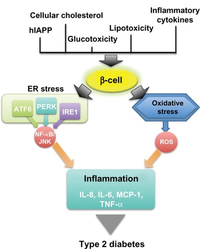 Figure 1 The link between β-cell stress and inflammation in type 2 diabetes.