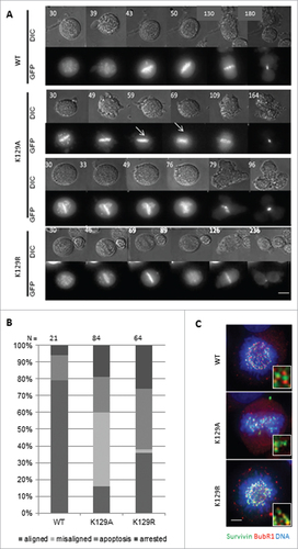 Figure 2. Mitotic fate of K129 mutant expressing cells. (A) Representative time lapse images in DIC (upper panels) and fluorescence (survivin-GFP signal, lower panels) of cells after release from DMA treatment. Time (minutes) since DMA release is indicated (top left). (B) Quantitation of cell fates after 12h imaging. “Aligned” – normal mitosis, “misaligned” – entered anaphase with maloriented chromosomes. (C) BubR1 (red) status of chromosomes in Eg5i arrested cells (6h treatment with DMA) expressing survivin variants (green), with chromosomes counterstained with DAPI (blue). Magnified regions of interest highlight BubR1 localization either side of the survivin GFP signal for WT and K129R, and its absence from some misaligned chromosomes in K129A cells. Bar 5 μm.