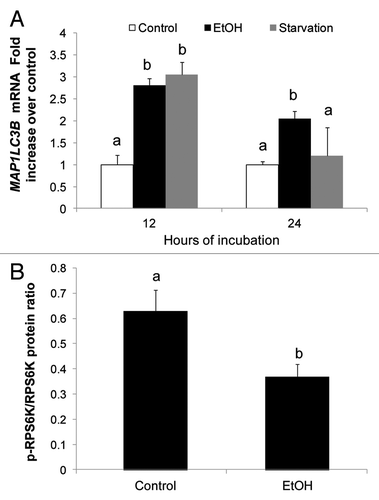Figure 2. Ethanol exposure enhanced LC3B mRNA and inhibited MTORC1. (A) LC3B mRNA levels in VL-17A cells after 12 and 24 h exposure to ethanol or nutrient deprivation. (B) Ethanol effect on RPS6K in VL-17A cells. Mean densitometric ratios of pRPS6K/RPS6K in cells treated 24 h with zero or 50 mM ethanol. Data are mean values (± SEM) from quadruplicate samples. Letters that are different from each other indicate that the data are significantly different from each other. Data with the same letter are not significantly different.