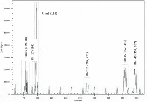 Figure 5. Electrotraces for identification of the raspberry genotype Dieffenbach based on combination of six microsatellite loci