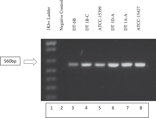 Fig. 2 Gel electrophoresis of PCR amplified field isolates DT-6B, DT1B-C, DT1D-A, DT1A-A and known P. capsici isolates ATCC-15399 and ATCC-15427. DNA extracts of individual isolates were PCR amplified using PC-1 (5ʹ GTCTTGTACCCTATCATGGCG 3ʹ) and PC-2 (5ʹ CGCCACAGCAGGAAAAGCATT 3ʹ) primers. PCR amplicons were run on a 1% agarose gel containing 10 µL of Invitrogen SYBR safe DNA gel stain. Putative P. capsici field isolates in lanes 3, 4, 6 and 7 as well as the known P. capsici isolates in lanes 5 and 6 displayed the expected 560 bp band (Zhang et al. Citation2006), confirming their identity as P. capsici.
